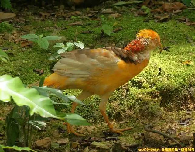 [生态.风]黄腹锦鸡