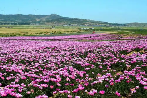 县大孤家子镇敖牛堡子村——辽宁华益农业产业园芍药花种植基地举行