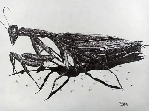 素描班第45周昆虫作品欣赏