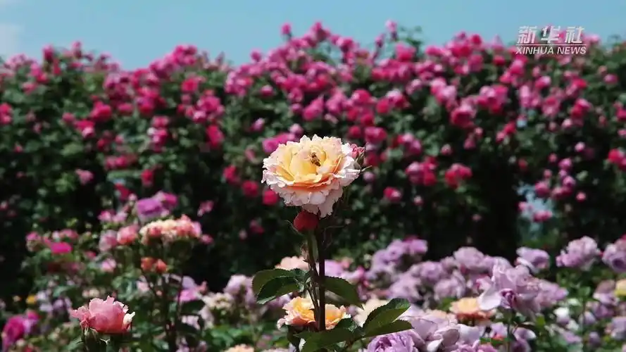 千城胜景|山东枣庄:繁花似锦美如画