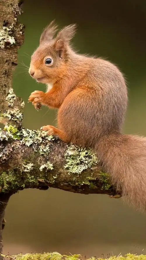 松鼠,树 640x1136 iphone 5/5s/5c/se 壁纸,图片,背景,照片