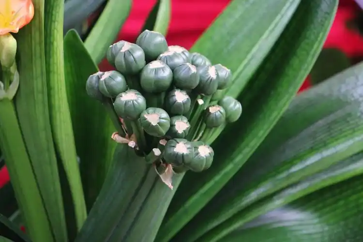 君子兰别名:大花君子兰,大叶石蒜,剑叶石蒜,达木兰.