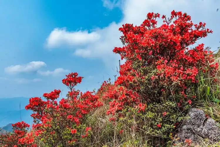 广东天露山杜鹃花海即将进入盛花期,这里是最新徒步赏花攻略
