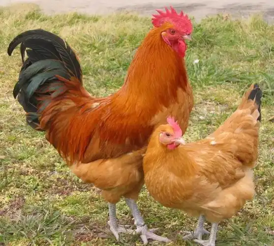 我们现在所说的"柴鸡"除了指品种是血统纯正的中国本地鸡外,还会对散