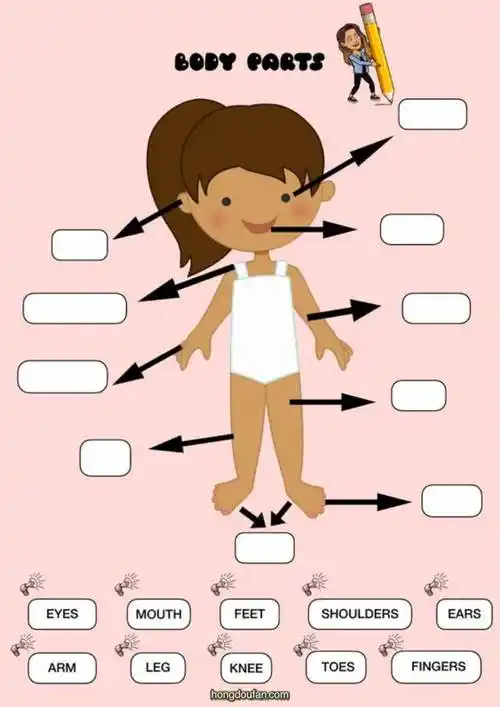 body parts 认识女生的身体!英文趣味练习题打印 | 红豆饭小学生简笔