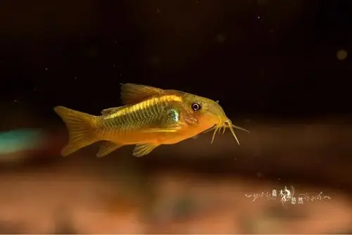 活跃的小金线金 - 异型鼠鱼 - cta南美水族