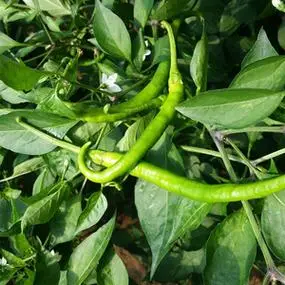 密云农家细长尖椒辣椒青辣子农家种植辣椒炒肉做青剁椒下饭菜280g