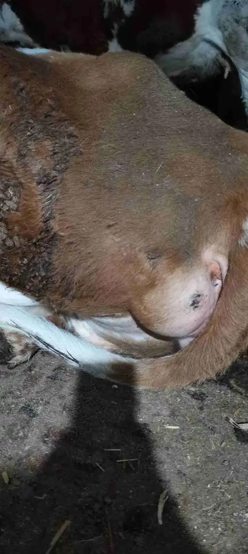 二产怀孕3个月母牛 头产正常 现在趴着水门有包不知道什么原因-专家