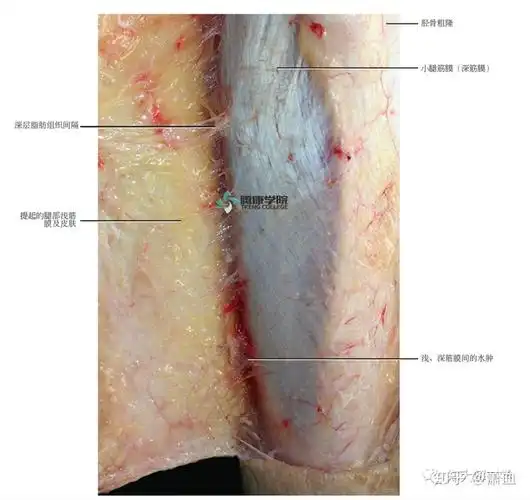 筋膜|浅筋膜 - 知乎
