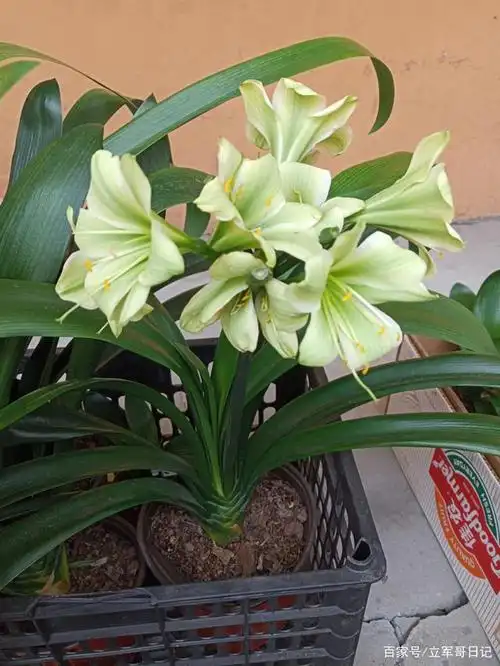 阿娜多娇的君子兰花