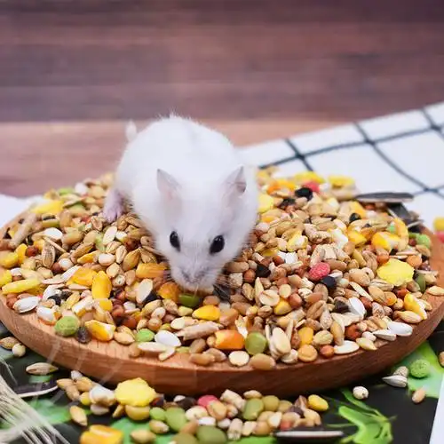 哈姆小宠仓鼠粮食五谷杂粮食物主粮均衡营养套餐齐全天然饲料
