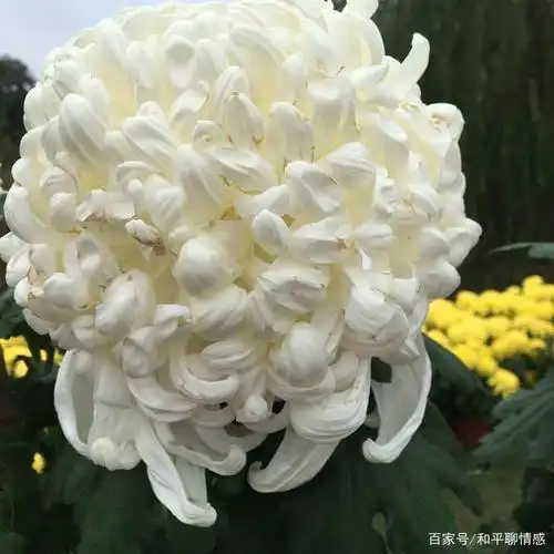 11月1日开始宁波院士公园举办菊花展