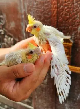 玄凤鹦鹉活体半毛说话观赏黄化幼鸟