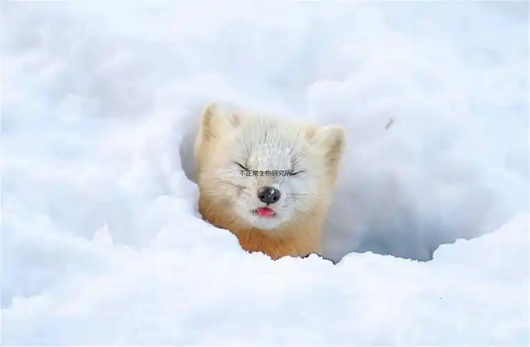 雪地中的紫貂实在可爱,其表情和动作给人一种疗愈的感觉|野生动物