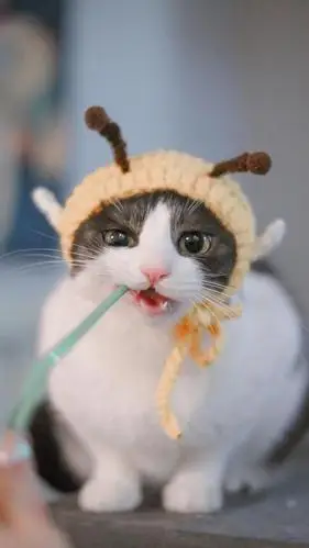 可爱又乖巧的小猫咪