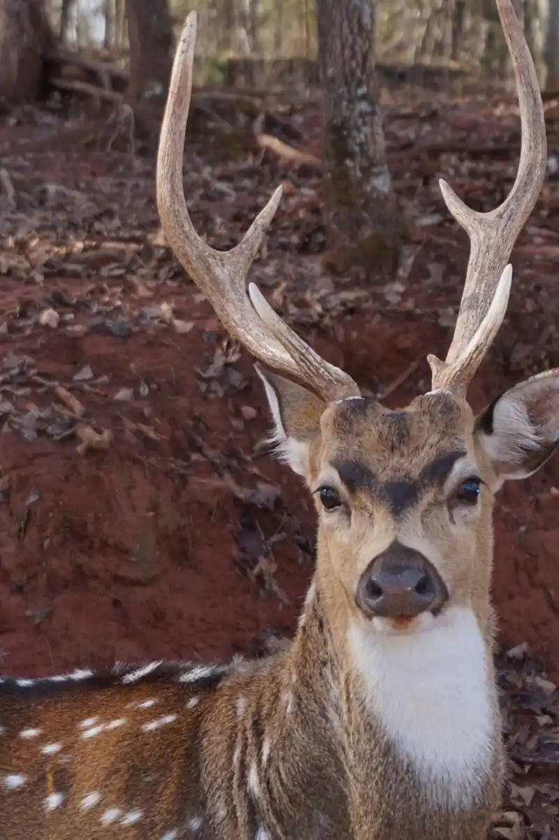 鹿鼻,这个特殊的面相在中国传统相学中被视为是一种吉祥的象征.