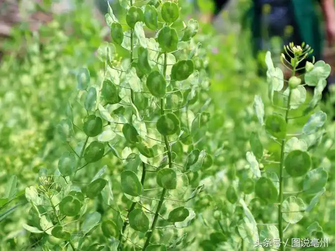 中文学名 菥蓂 [1]  拉丁学名 thlaspi arvense linn.