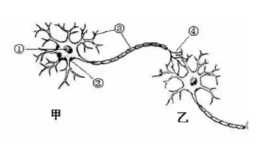 神经元简笔画法 简笔画图片大全-普车都