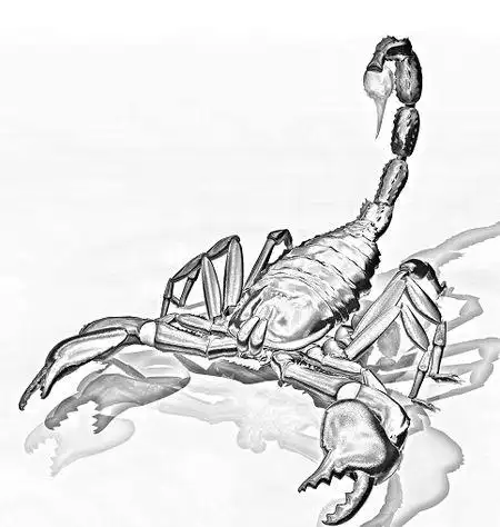 速求蝎子的素描!