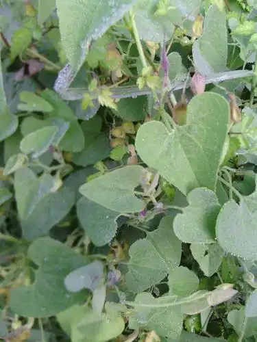 长在石头缝里的植物价值高却没有没人认识名叫青木香