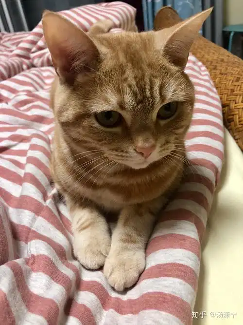 请问这是什么猫,是美短棕虎斑吗?