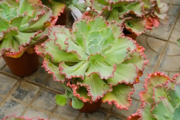 高砂之翁的养殖方法