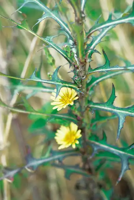鉴定学名 鹅仔草  pterocypsela indica (l.) c. shih已审定