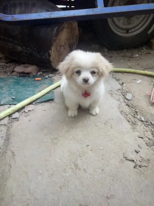 2条回答 蝴蝶犬串京巴的感觉 |学生|7 分钟前 评论 0 0 它跟