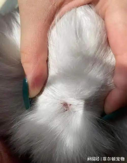 菲尔顿宠物官网,为什么有的猫藓久治不愈?|真菌|皮肤病|治疗_网易订阅