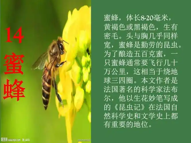 三年级语文上册蜜蜂