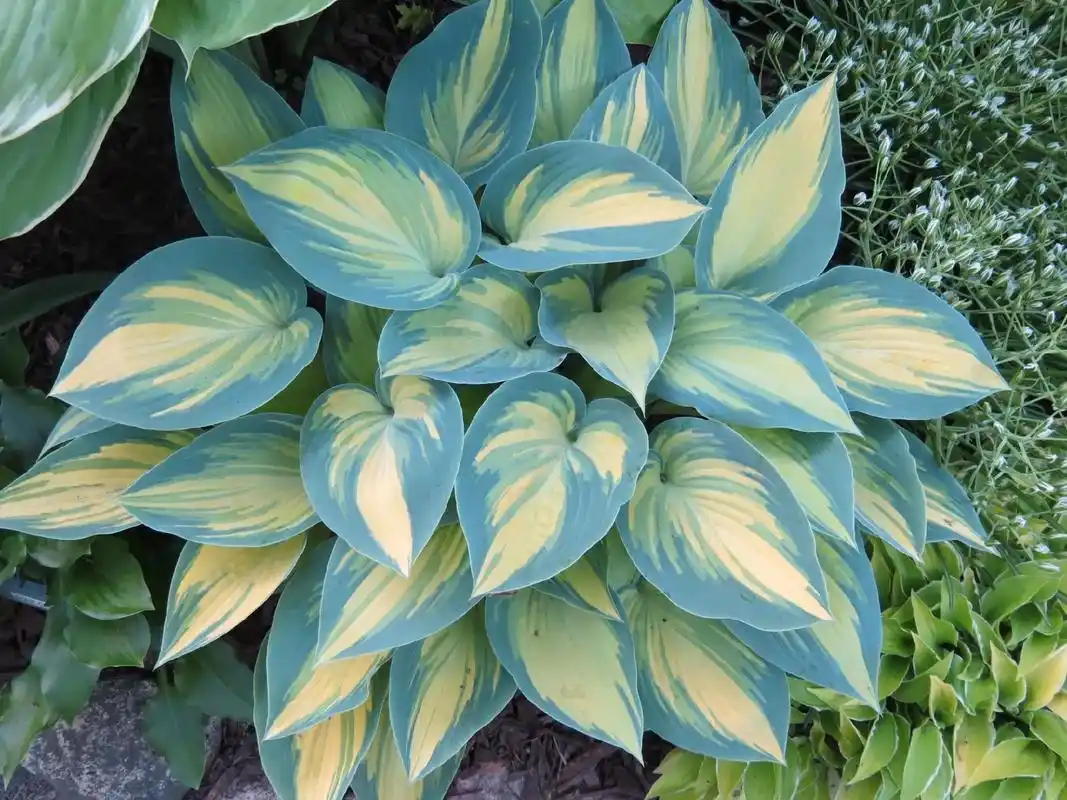 9元一盆.玉簪,又名白萼,白 - 抖音