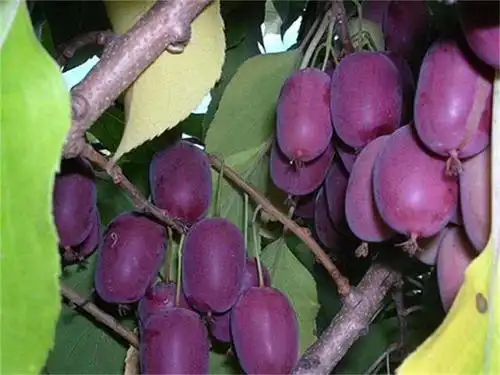 院子里别只养无花果树了,一种果树新品种走红,种植简单好养活