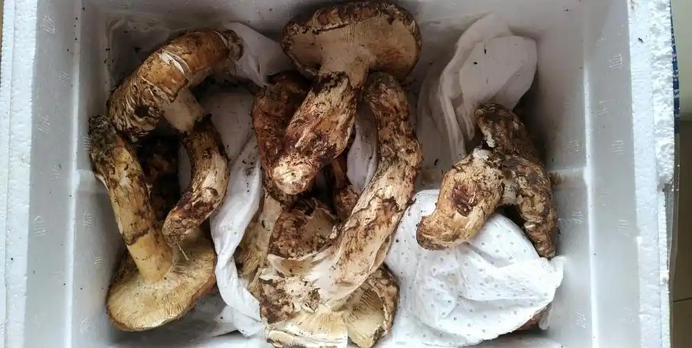 报告,松茸收到了,开箱