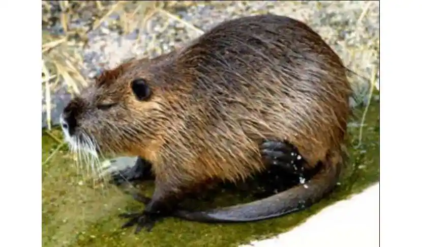 鄂尔多斯农场里的水老鼠怎么灭除有效果吗