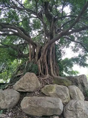 很多大榕树,福州又叫榕城.