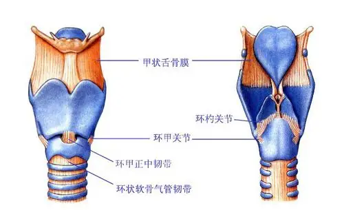 人体喉软骨连结示意图-人体解剖图