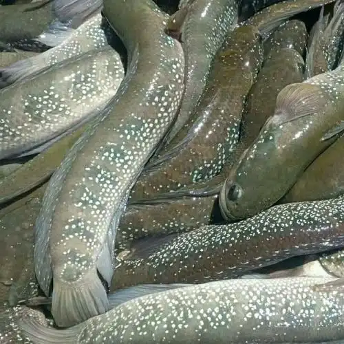 工匠头七星鱼鱼苗月鳢山斑鱼花星鱼观赏鱼点称鱼冷水鱼淡水鱼苗活体试