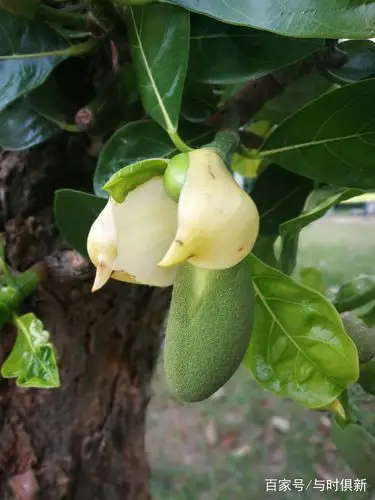 菠萝菠萝蜜,芽儿结果啦,真应了无法言说的大智慧
