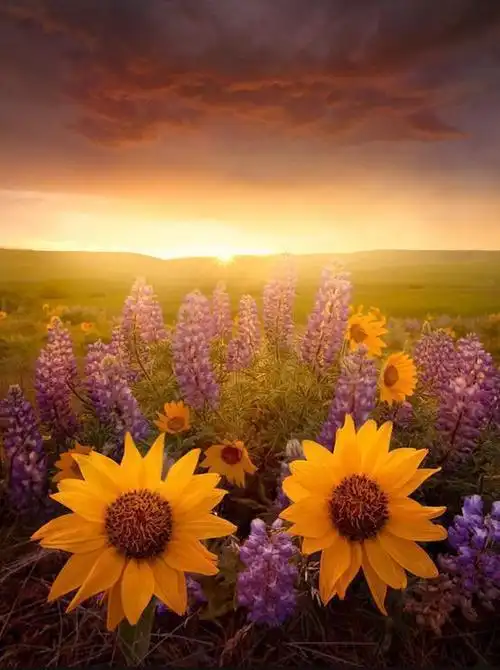 向日葵的笑容真温馨,很阳光,很喜欢这样的温暖