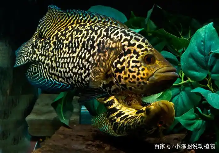 性格暴烈凶残的6种观赏鱼,哪个能混养?