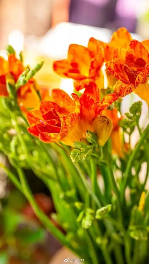 植物摄影##香雪兰##遇见美好