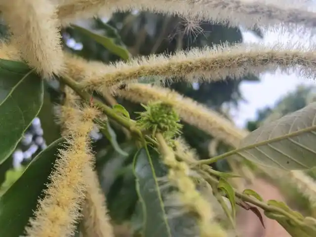 《乐涧套里的板栗,八公山的宝》——让这秋季多了份乐趣与美好