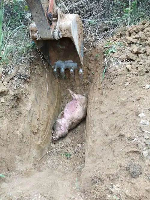 5.3在南岛居基建队高精诊家处理一头死猪的工单