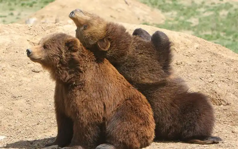 两只棕熊好玩 壁纸 - 1280x800