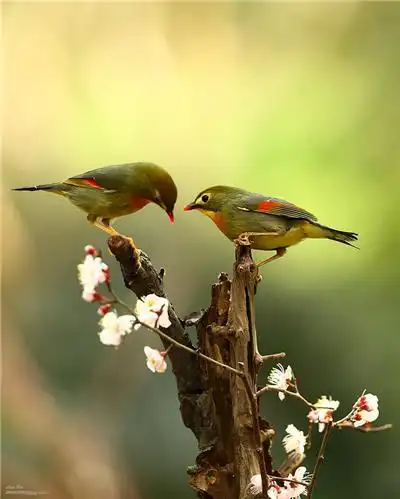 一对栖息着的红嘴相思鸟图片清新淡雅的花蓝色小花勿忘我唯美意境金毛