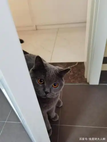 躲在门后悄悄的看你