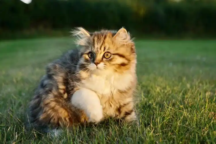 娃娃甜美脸金虎斑加白找新家爱尔兰猫舍