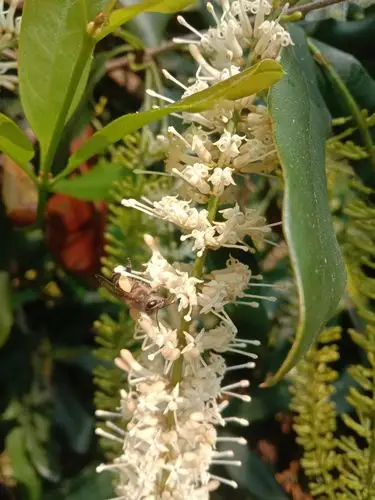 澳洲坚果如何保花保果?_种植技术_岑溪市信畅坚果开发有限公司