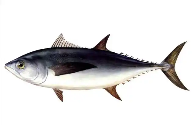 p>青甘金枪鱼(学名: i>thunnus tonggol /i>)是鲭科,金枪鱼属下的一