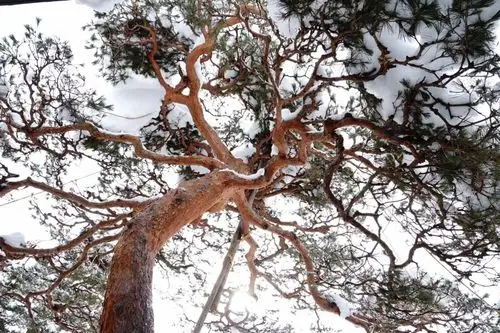 这颗松树,姿态极为优雅,树干的弯曲线条,柔中带刚,耐人寻味.